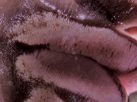 ヴァーチャルべろチュウ Lesbian Kiss サンプル動画サムネイル